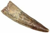 Fossil Spinosaurus Tooth - Real Dinosaur Tooth #373772-1